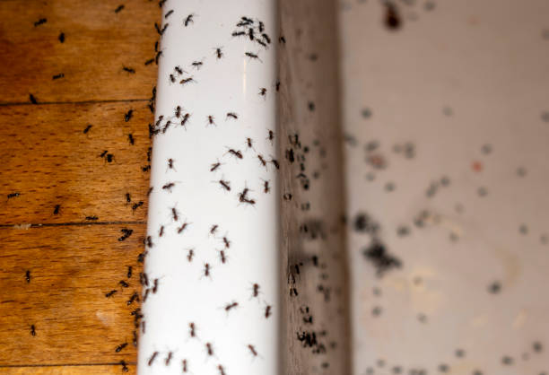 Best Best Pest Control Companies  in Marble Hill, MO
