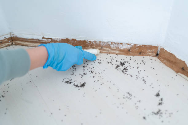 Best Emergency Pest Control  in Marble Hill, MO